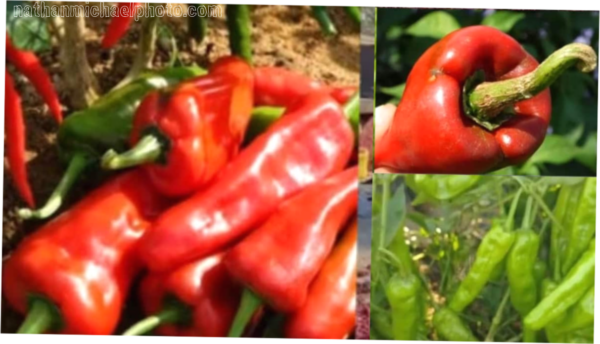 Warangal Red Chillies Earn Global Spotlight: GI Tag, Cosmetic Demand, and a Booming Export Story