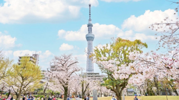 Best Tokyo Cherry Blossom Walk: Asakusa to Tokyo Skytree Sakura Route Guide